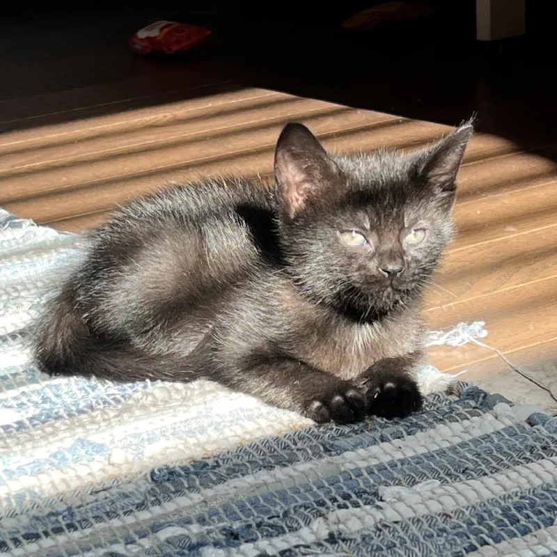 A baby small-sized female Black Domestic Short Hair cat named Pica De Gata for adoption in North Branford, CT
