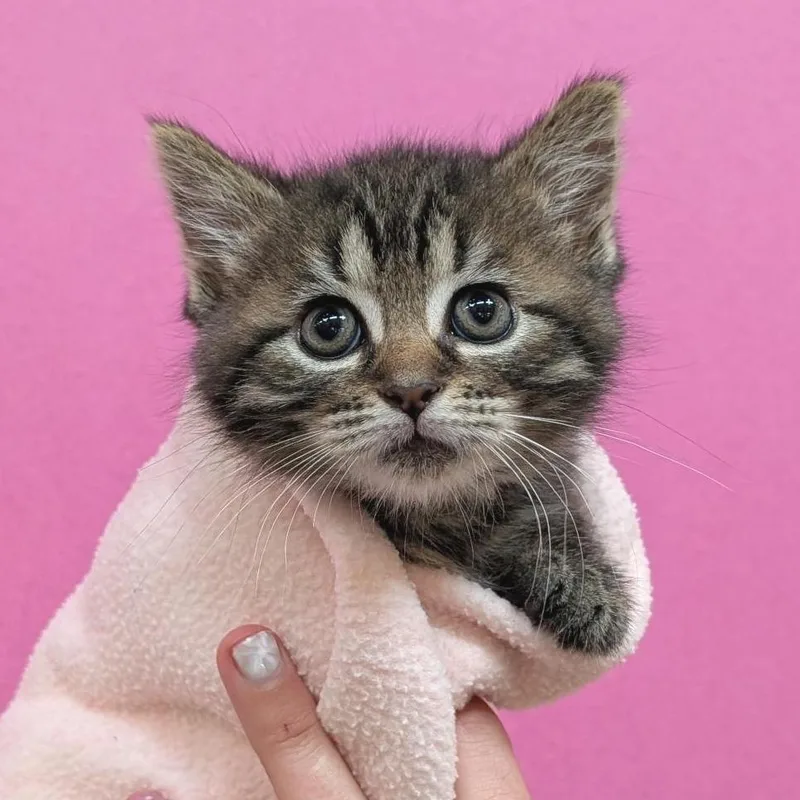 A baby small-sized female Brown / Chocolate Domestic Short Hair cat named Lali for adoption in Washington Township, OH