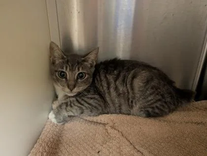A young small-sized female Manx cat named Lankey for adoption in Aiken, SC