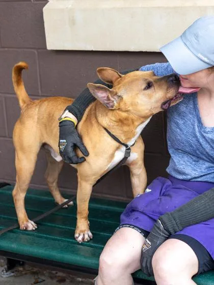 An adult medium-sized male Mixed Breed dog named Rigby for adoption in Chamblee, GA
