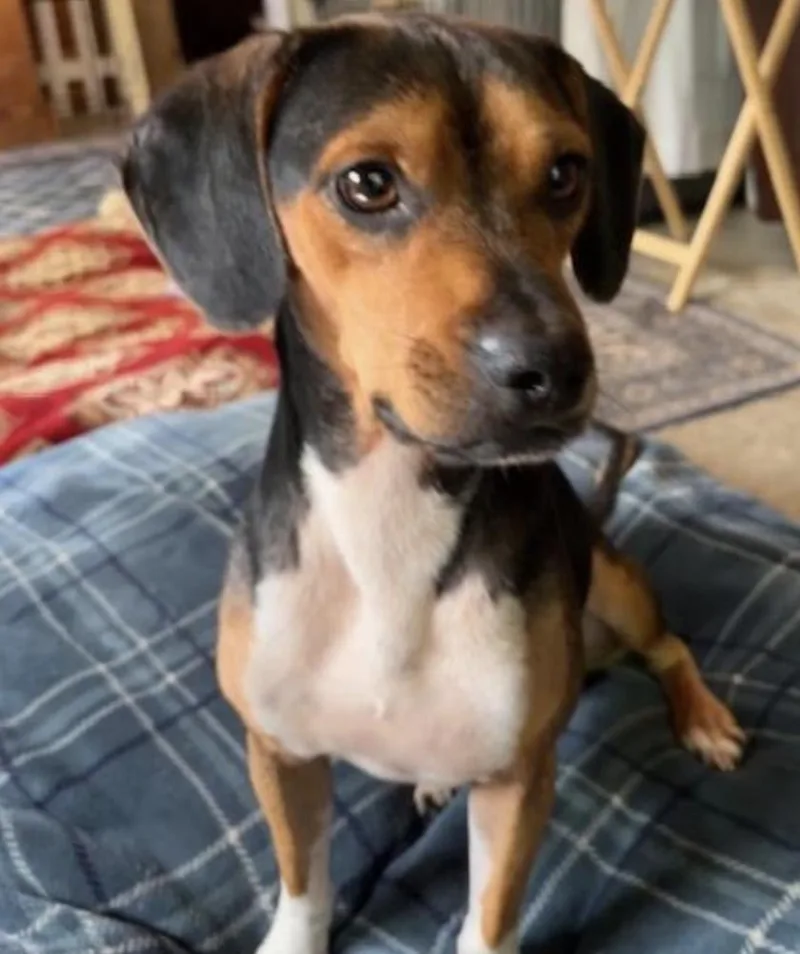A young medium-sized male Beagle dog named Bugsy for adoption in Thomasville, NC