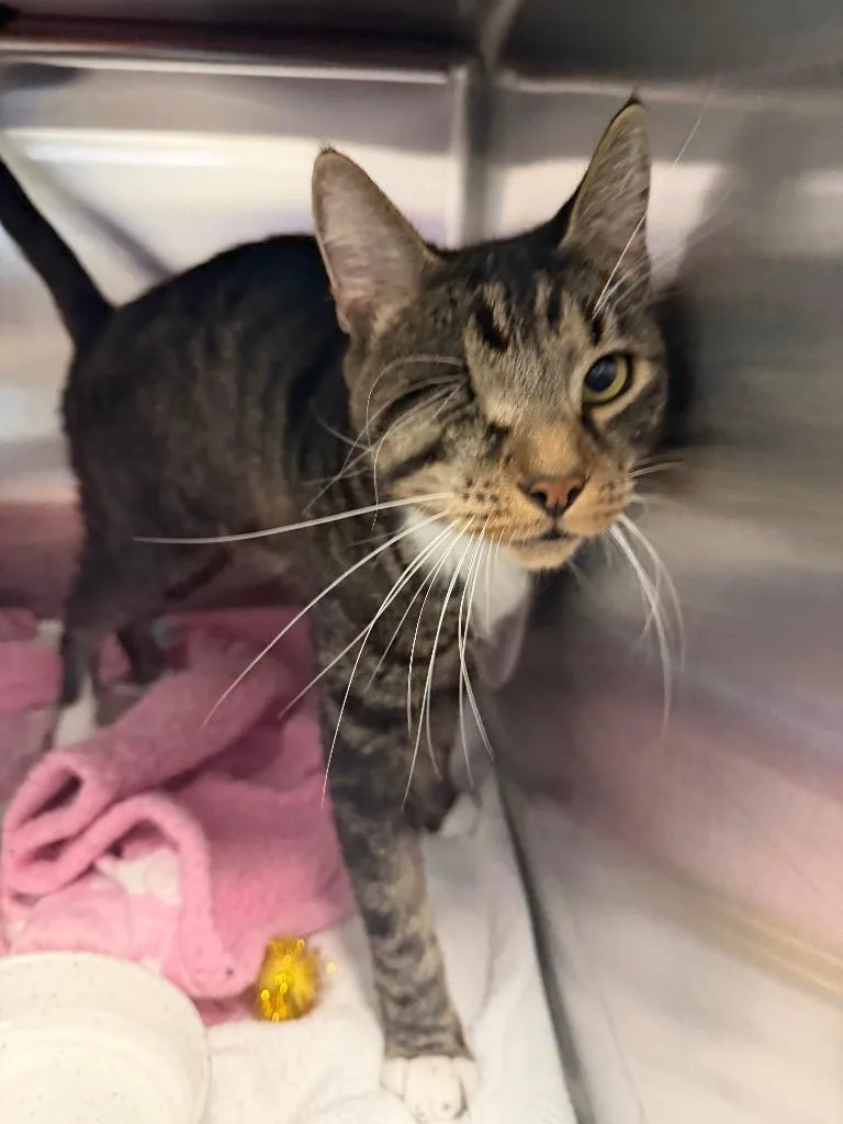 An adult small-sized male Domestic Short Hair cat named Taurus for adoption in Cape Coral, FL