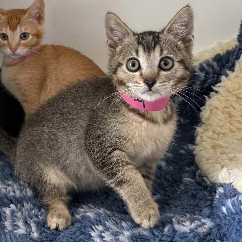 A baby small-sized male Brown / Chocolate Domestic Short Hair cat named Stormy for adoption in Oakland, CA