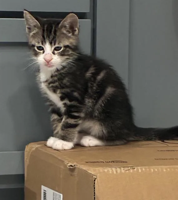 A baby small-sized male Domestic Short Hair cat named Stinkbug for adoption in Sacramento, CA