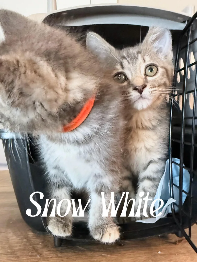 A baby medium-sized female Tabby (Gray / Blue / Silver) Domestic Short Hair cat named Snow White for adoption in Murfreesboro, TN