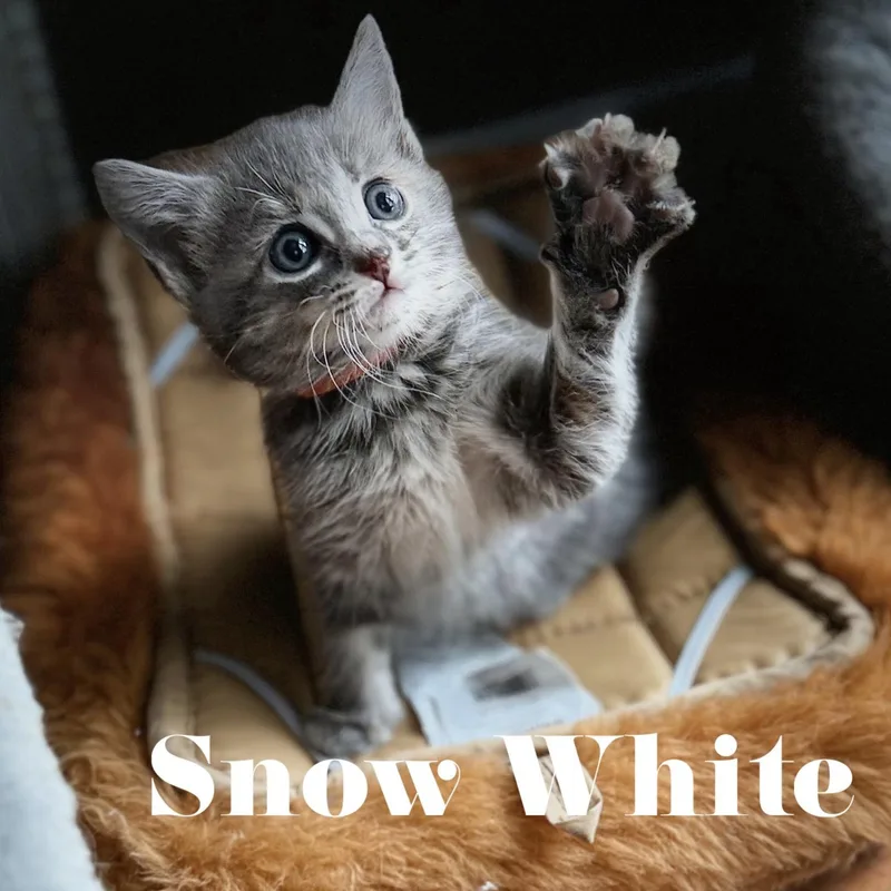 Snow White thumbnail 2