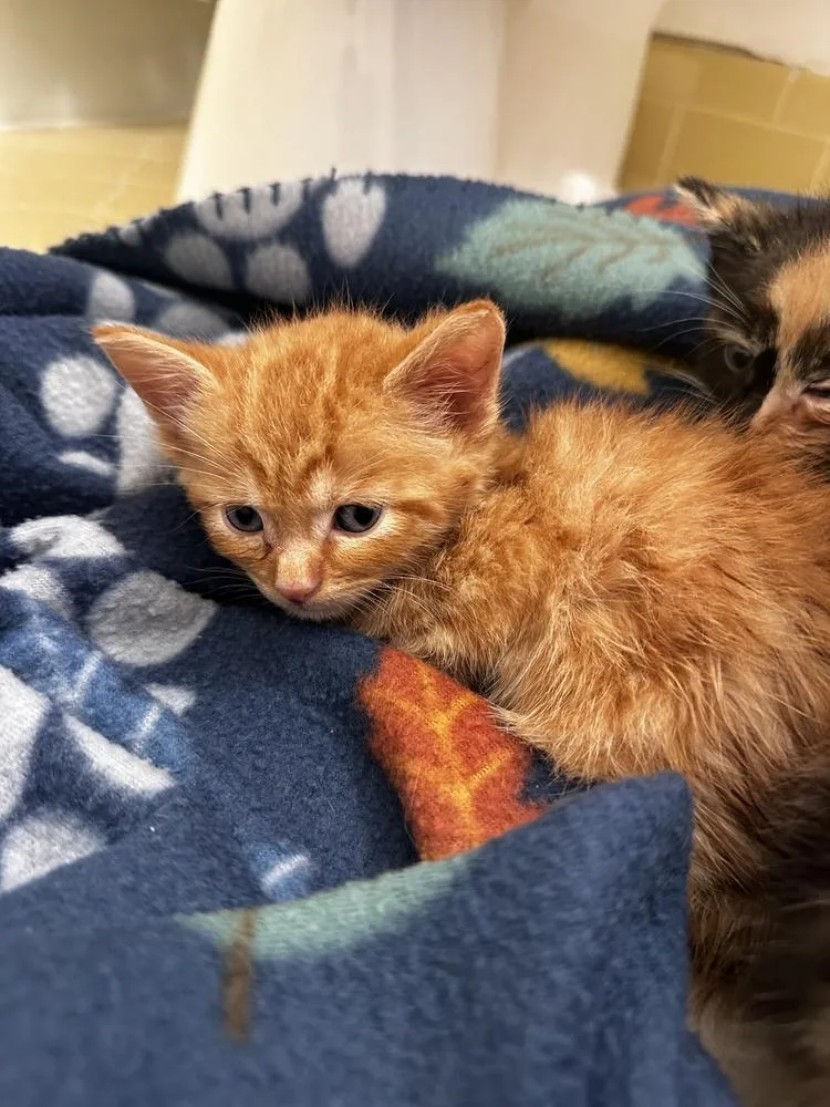 A baby small-sized male Tabby (Orange / Red) Domestic Short Hair cat named Little Bear for adoption in Greensboro, NC