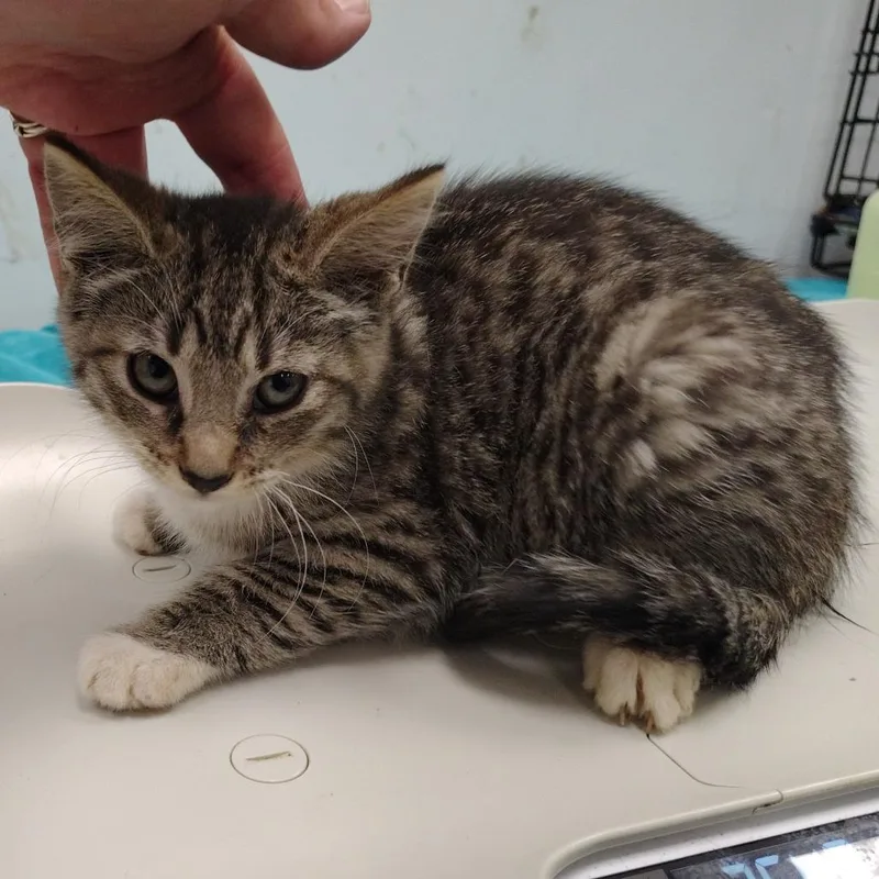 A baby small-sized female Brown / Chocolate Domestic Short Hair cat named Gala for adoption in Coos Bay, OR