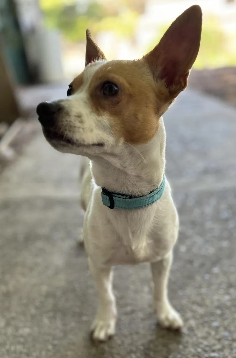 A young small-sized male Chihuahua dog named Sterling for adoption in Tigard, OR