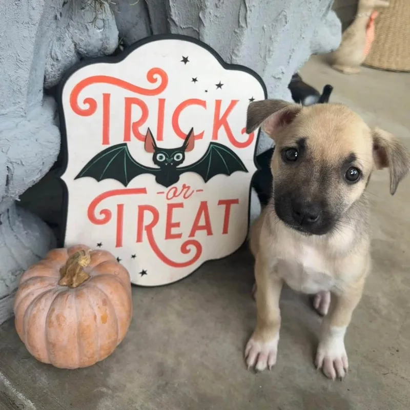 A baby small-sized female Yellow / Tan / Blond / Fawn Mixed Breed dog named Sansa for adoption in West Olive, MI