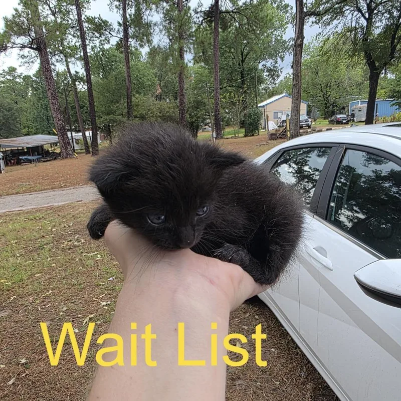 A baby small-sized male Domestic Long Hair cat named Pike for adoption in Livingston, TX
