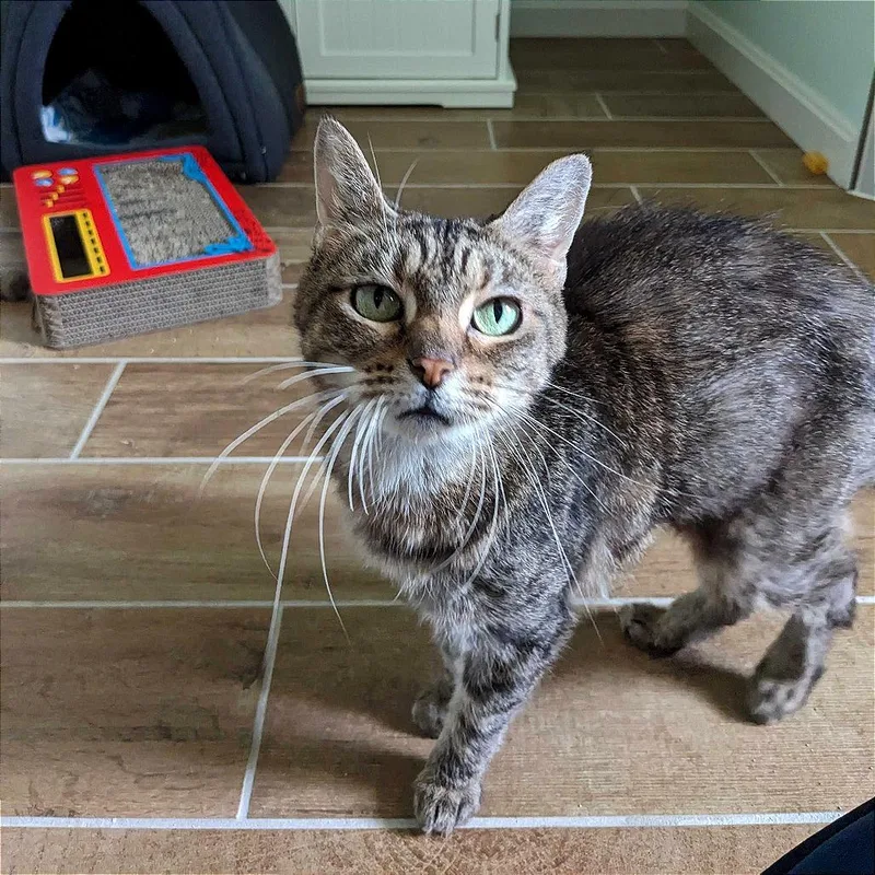 A senior medium-sized female Brown / Chocolate Domestic Short Hair cat named Gracie for adoption in Evansville, IN