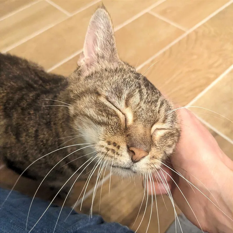Gracie thumbnail 3