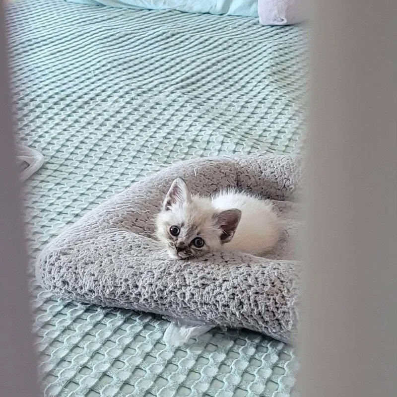 A baby medium-sized male Blue Point Siamese cat named Wisp for adoption in Muncie, IN