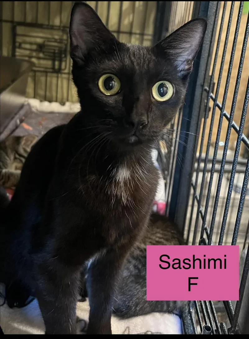 A young medium-sized female Domestic Short Hair cat named Sashimi for adoption in Sneads Ferry, NC
