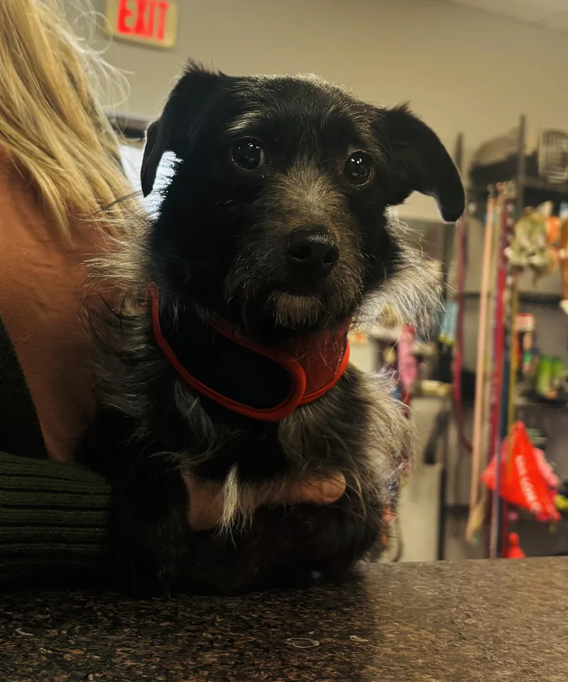 An adult small-sized male Black Wirehaired Dachshund dog named Donut for adoption in Council Bluffs, IA