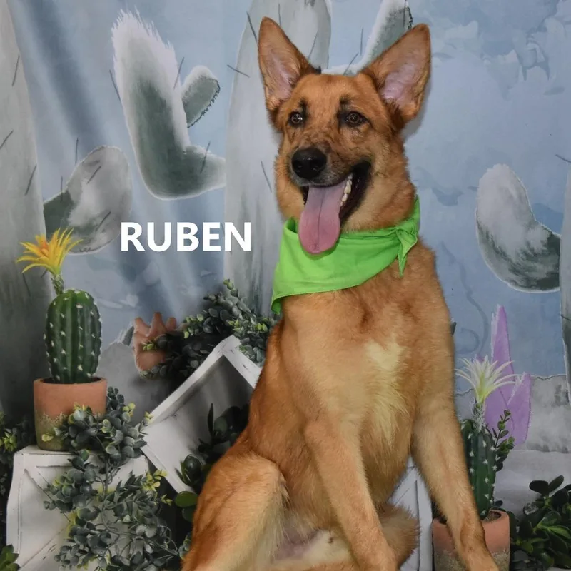 Ruben