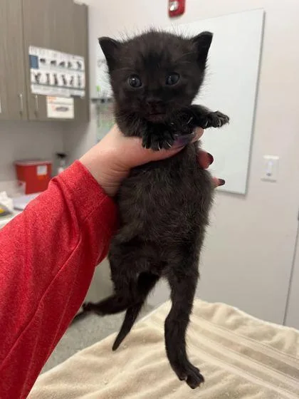 A baby small-sized male Black Domestic Short Hair cat named Frankie for adoption in Kansas City, MO