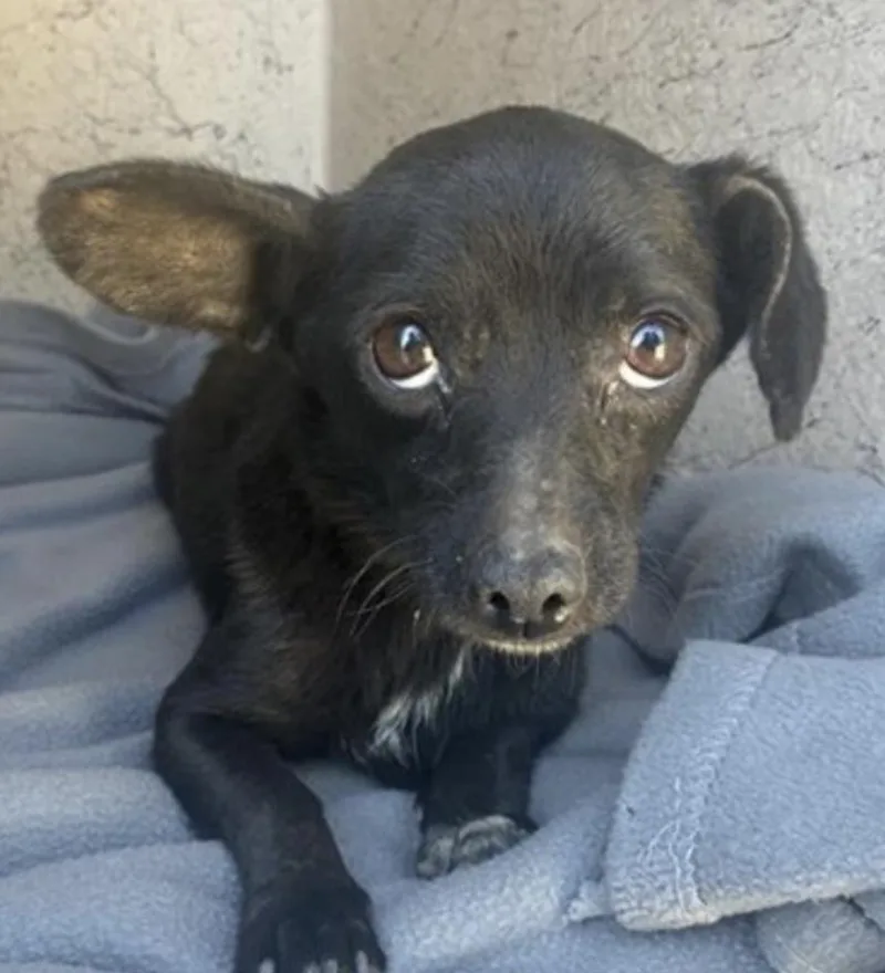 An adult small-sized female Chihuahua dog named Echo for adoption in Salinas, CA