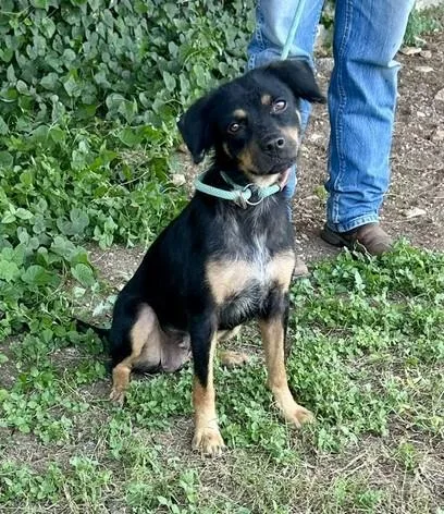 A young medium-sized female Mixed Breed dog named Xena for adoption in Bandera, TX