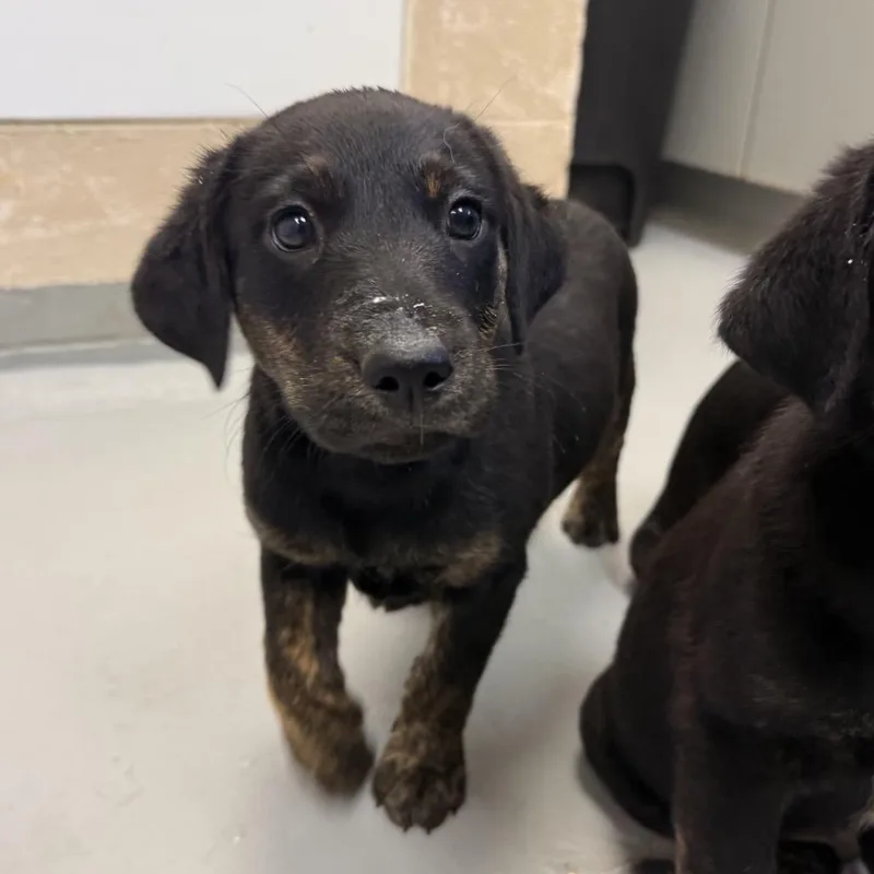 A baby small-sized female Black Labrador Retriever dog named Bobadilla for adoption in Troy, VA