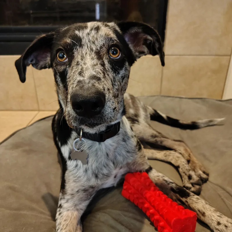 A young medium-sized female Catahoula Leopard Dog dog named Olive for adoption in Plano, TX