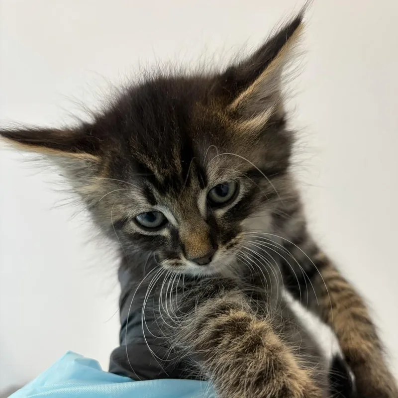 A baby small-sized male Brown / Chocolate Domestic Medium Hair cat named Paprika for adoption in Port Angeles, WA
