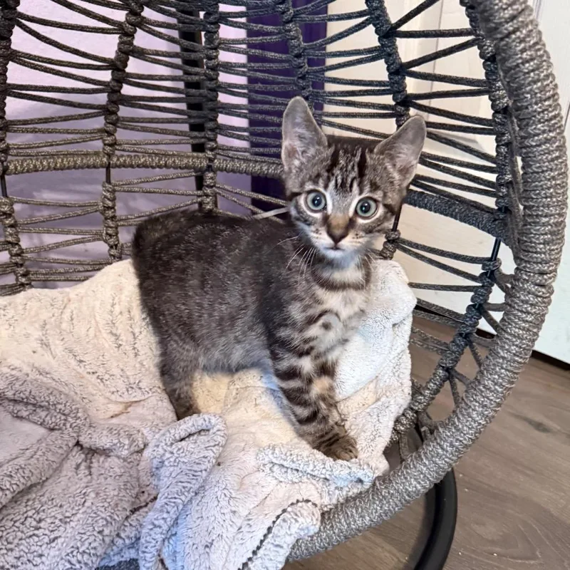 A baby small-sized male Brown / Chocolate Domestic Short Hair cat named Sriracha for adoption in Port Richey, FL