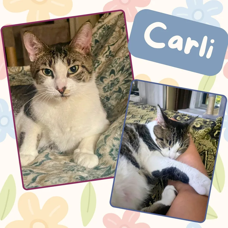 A young medium-sized female Gray & White Domestic Short Hair cat named Carli for adoption in Bronx, NY