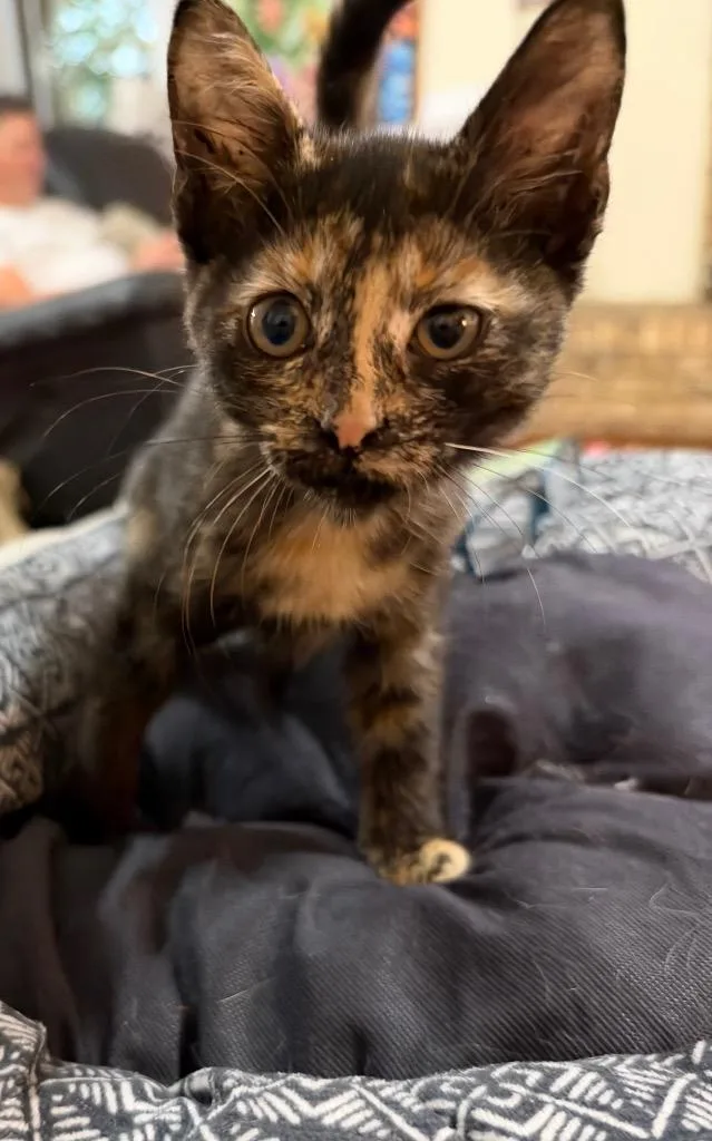 A baby small-sized female Domestic Short Hair cat named Clara for adoption in Richland Hills, TX