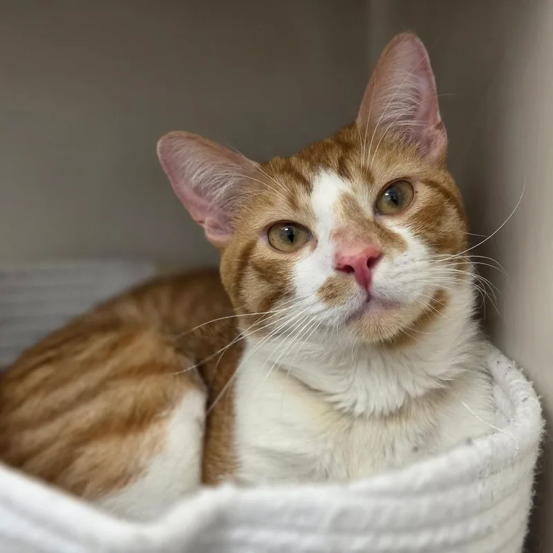 An adult medium-sized male Orange / Red Domestic Short Hair cat named Praline for adoption in Sarasota, FL