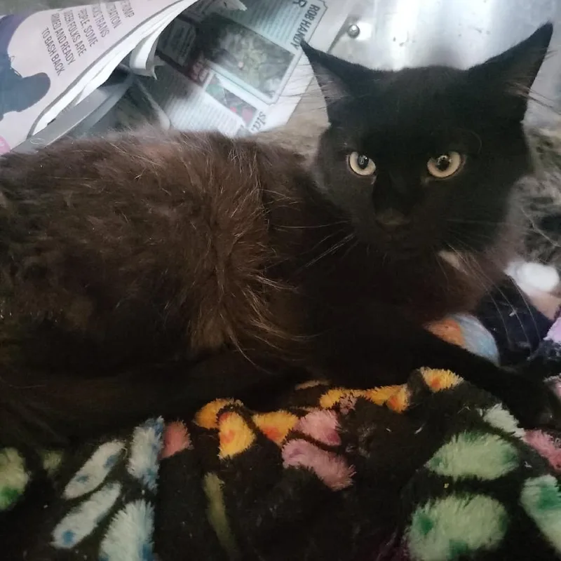 An adult medium-sized male Black Domestic Medium Hair cat named Reaper for adoption in Veneta, OR