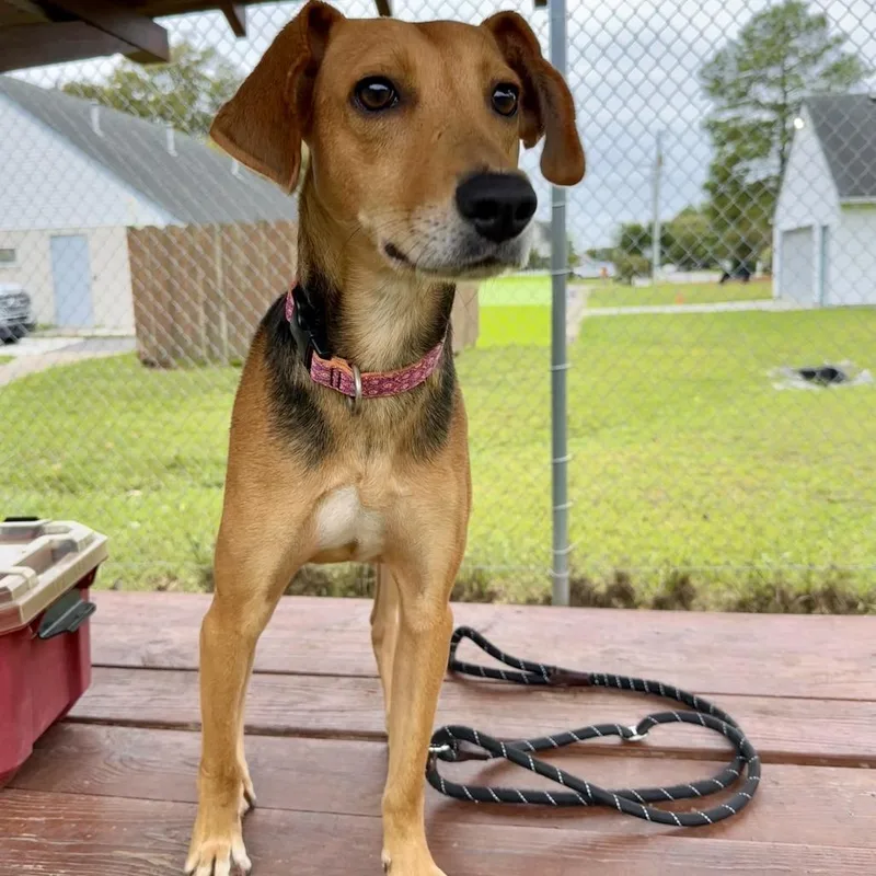 A young medium-sized male Hound dog named Gibbs FKA Lime for adoption in Chesapeake, VA