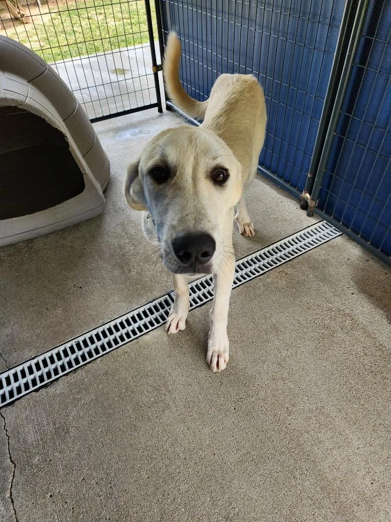 A baby large-sized male Labrador Retriever dog named Aladdin for adoption in Fayetteville, TN