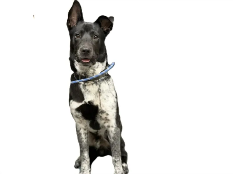 A young medium-sized male Australian Cattle Dog / Blue Heeler dog named Vince for adoption in Los Angeles, CA