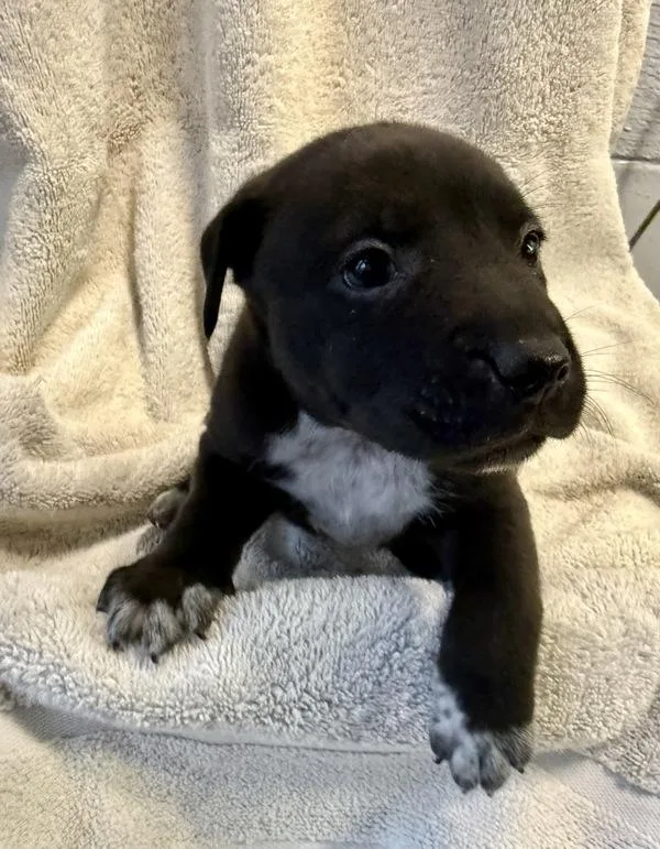 A young small-sized male Australian Cattle Dog / Blue Heeler dog named Philip for adoption in Mobile, AL