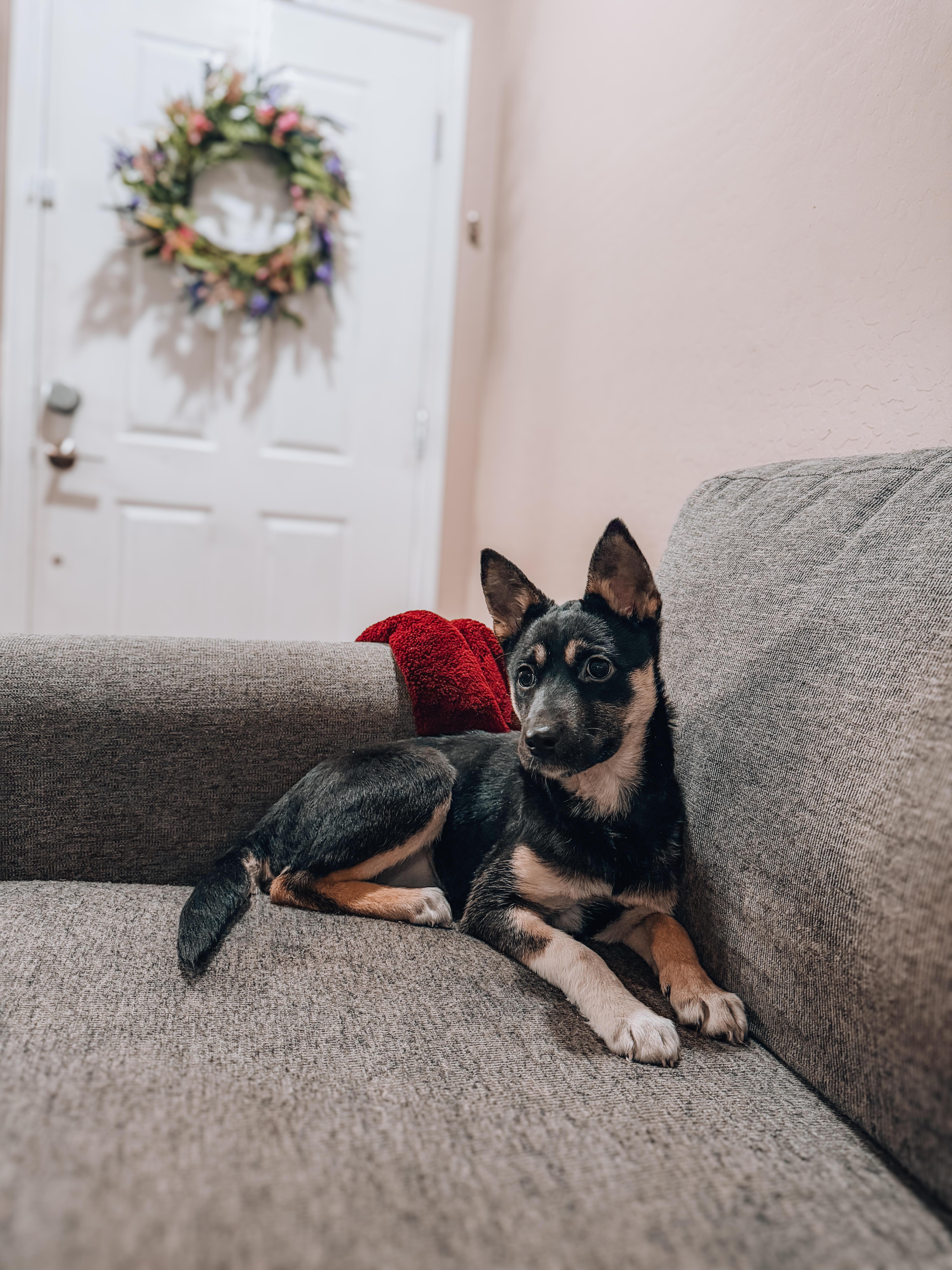 A baby medium-sized female German Shepherd Dog dog named Violet for adoption in Goodyear, AZ