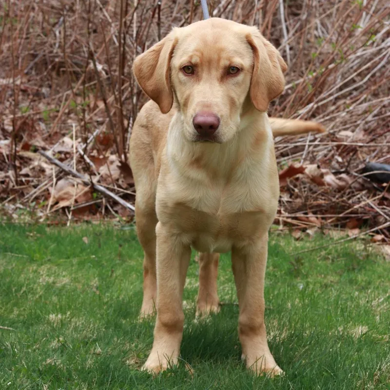 A young large-sized male Yellow / Tan / Blond / Fawn Labrador Retriever dog named Ct Fred for adoption in Stormville, NY