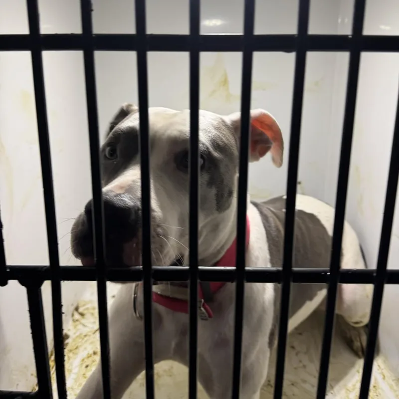 An adult large-sized female White / Cream Mixed Breed dog named Gucci for adoption in Philadelphia, PA