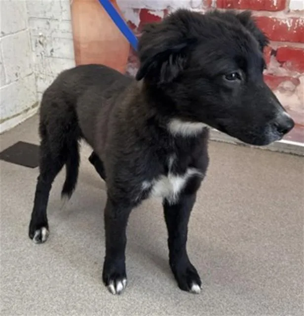 A young large-sized male German Shepherd Dog dog named Jordan for adoption in San Bernardino, CA