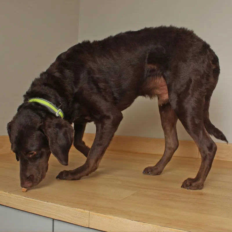 An adult medium-sized male Brown / Chocolate Chocolate Labrador Retriever dog named Stanley Valentine D for adoption in Minnetonka, MN