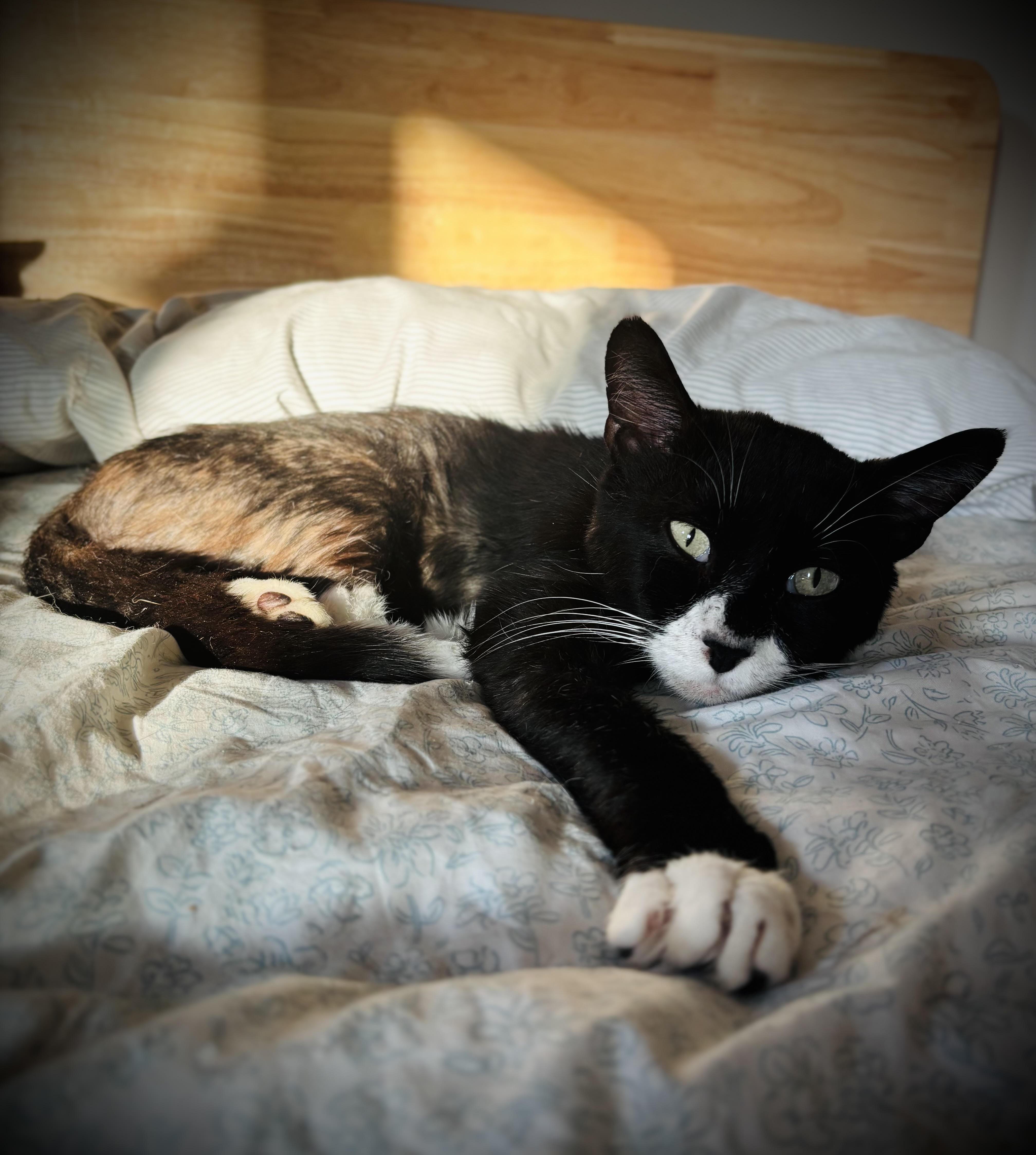 A young medium-sized male Black & White / Tuxedo Domestic Short Hair cat named Cade for adoption in Buffalo, NY