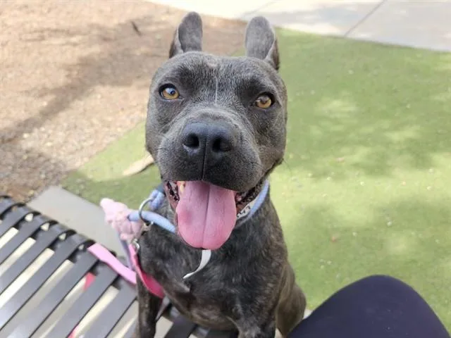A young large-sized male French Bulldog dog named Marnie for adoption in Phoenix, AZ