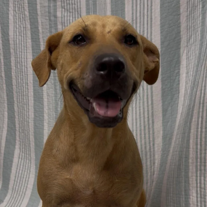 An adult medium-sized female Yellow / Tan / Blond / Fawn Mountain Cur dog named Murtlap for adoption in Monroeville, AL