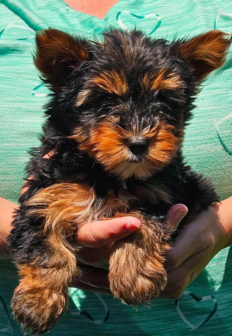 A baby small-sized female Black Yorkshire Terrier dog named Gizmo for adoption in Twin lakes, WI