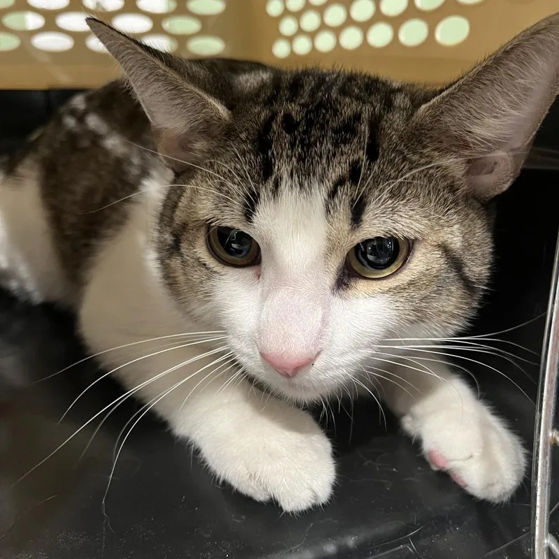 An adult medium-sized male White Domestic Short Hair cat named Dash for adoption in Oak Park, IL