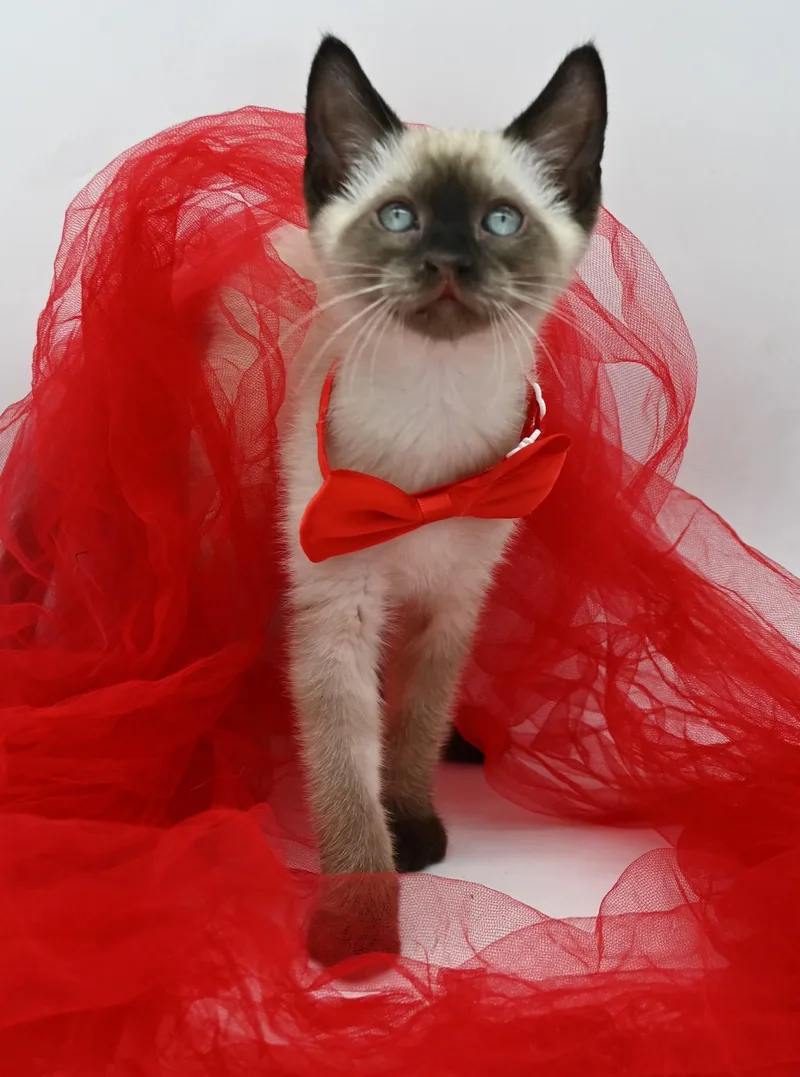 A baby medium-sized male Seal Point Siamese cat named Clyde for adoption in Mobile, AL