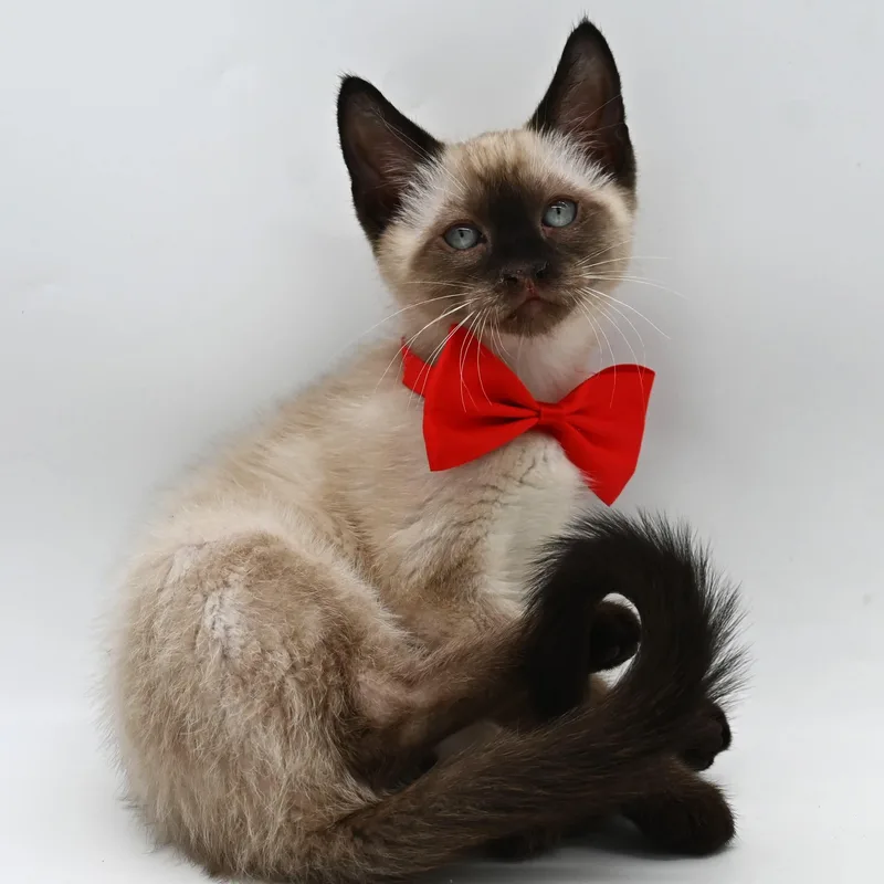 Clyde thumbnail 4