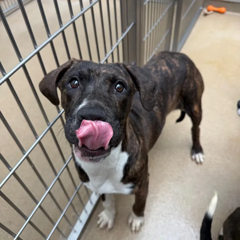 Macadamia thumbnail 3