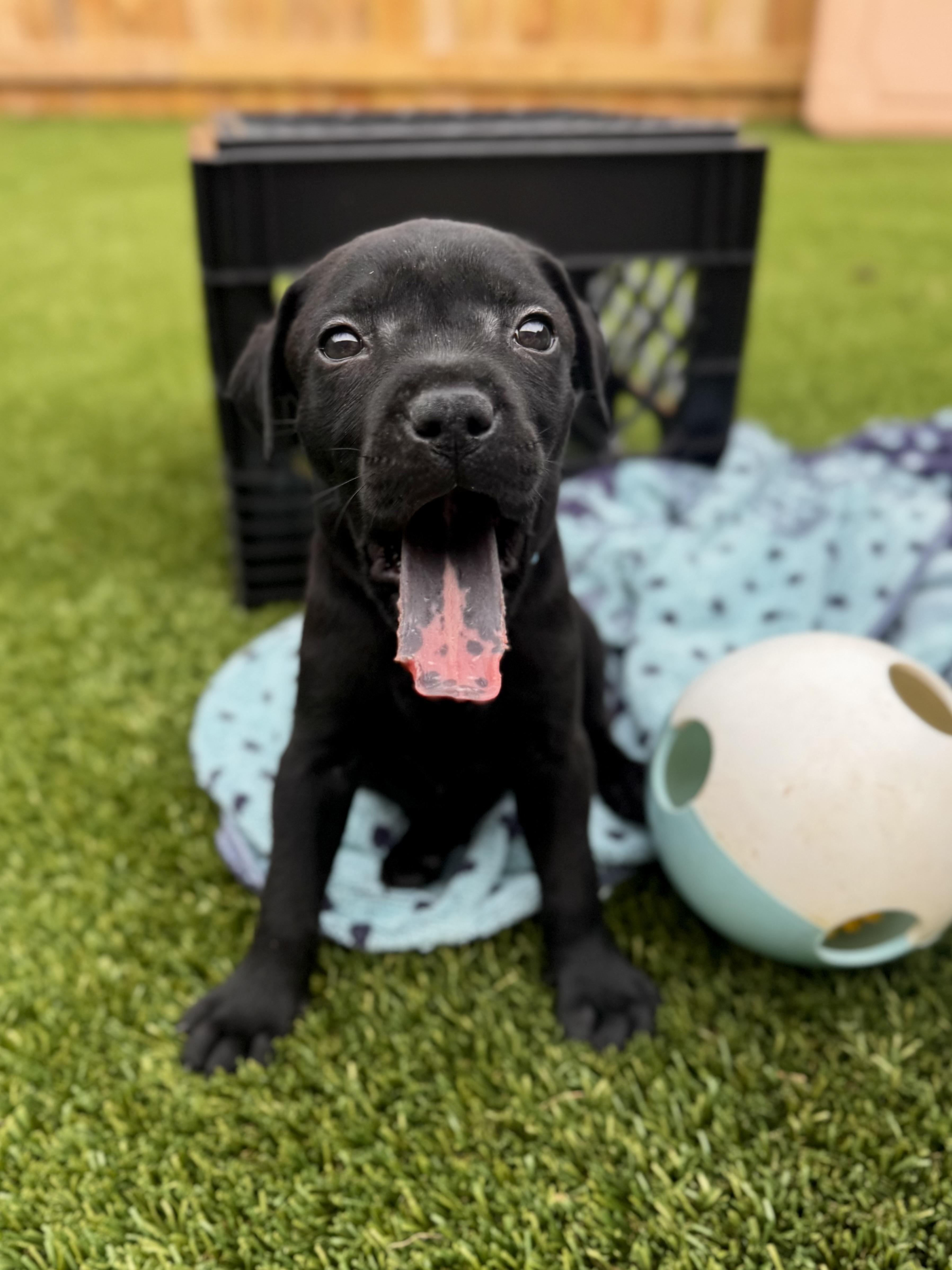 A baby medium-sized female Labrador Retriever dog named Aggie for adoption in Mount Juliet, TN